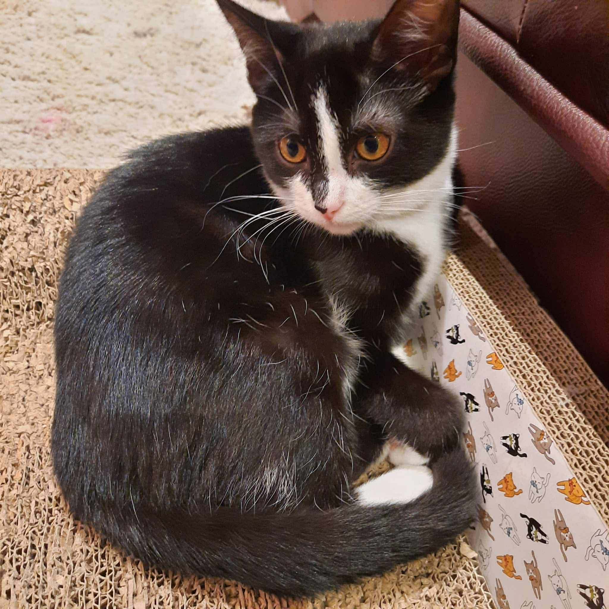 isane sündinud 01.08.2025 kiip, vaktsiin, parasiiditõrje tehtud iseloomult sõbralik asub Pärnumaal
The post Valge appeared first on MTÜ Kiisu Tahab Koju.