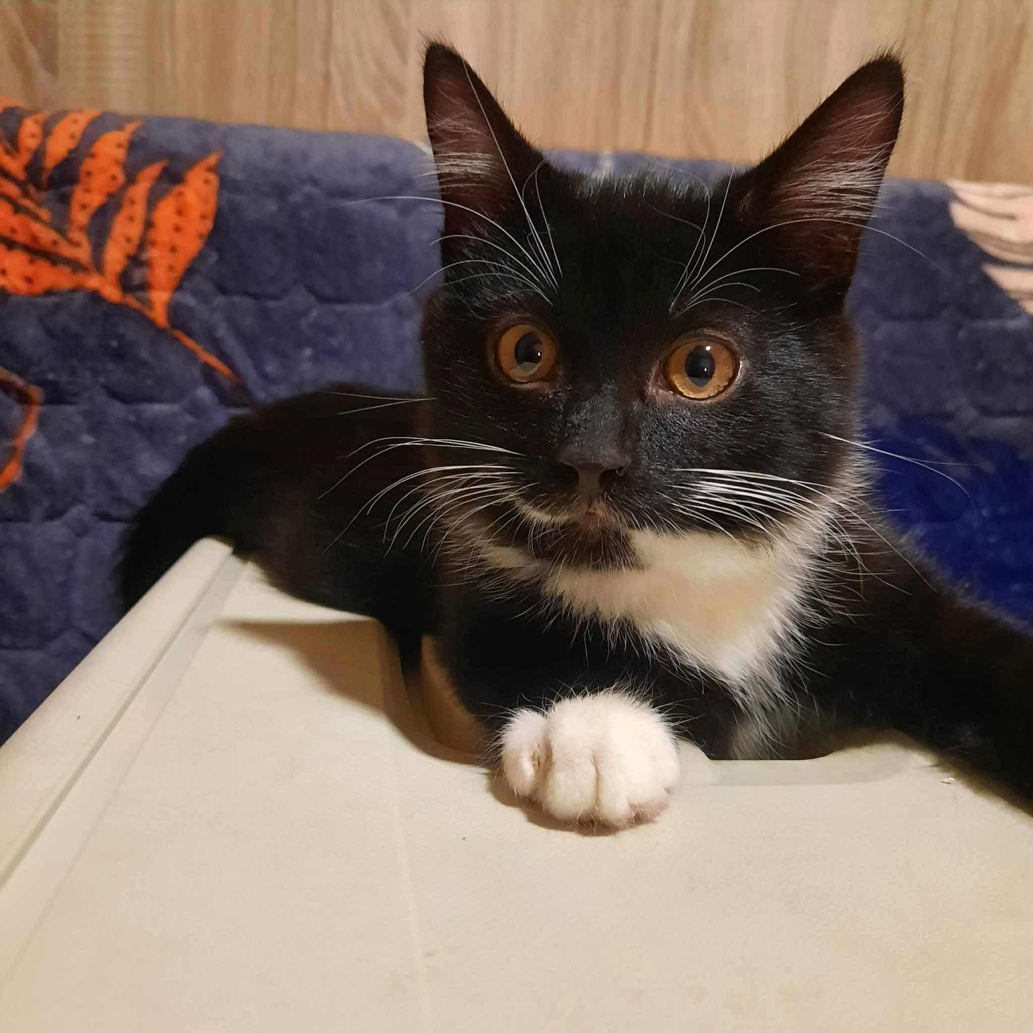 isane sündinud 01.01.2025 kiip, vaktsiin, parasiiditõrje tehtud iseloomult sõbralik asub Pärnumaal
The post Sinine appeared first on MTÜ Kiisu Tahab Koju.