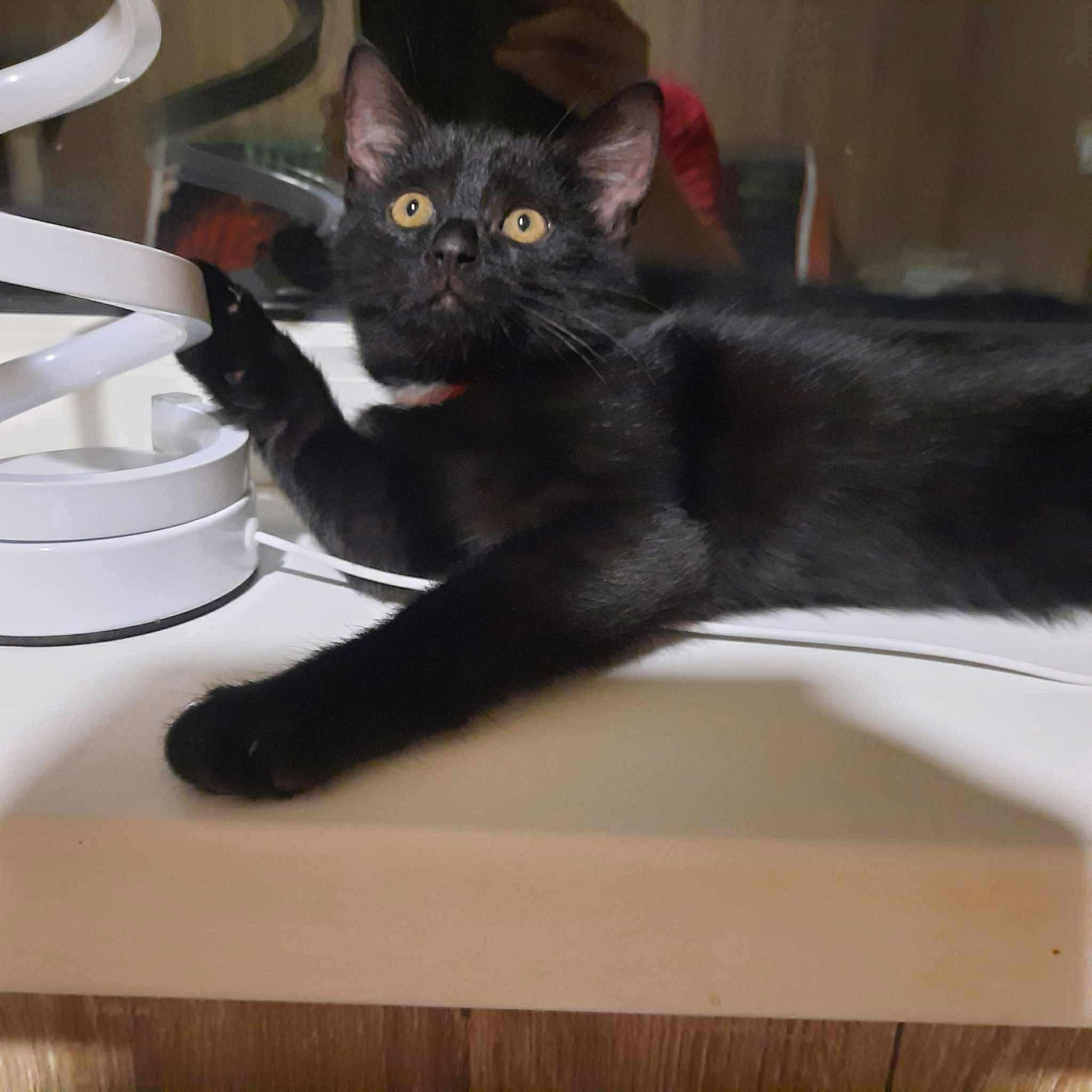 emane sündinud 01.01.2025 kiip, vaktsiin, parasiiditõrje tehtud iseloomult sõbralik asub Pärnumaal
The post Oranzi appeared first on MTÜ Kiisu Tahab Koju.