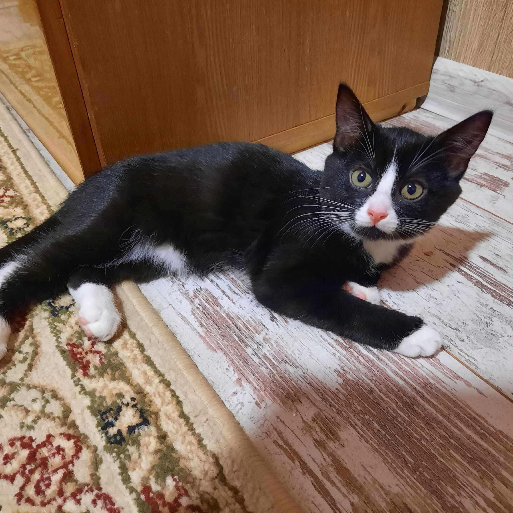 emane sündinud 01.01.2025 kiip, vaktsiin, parasiiditõrje tehtud iseloomult sõbralik asub Pärnumaal
The post Pruuni appeared first on MTÜ Kiisu Tahab Koju.