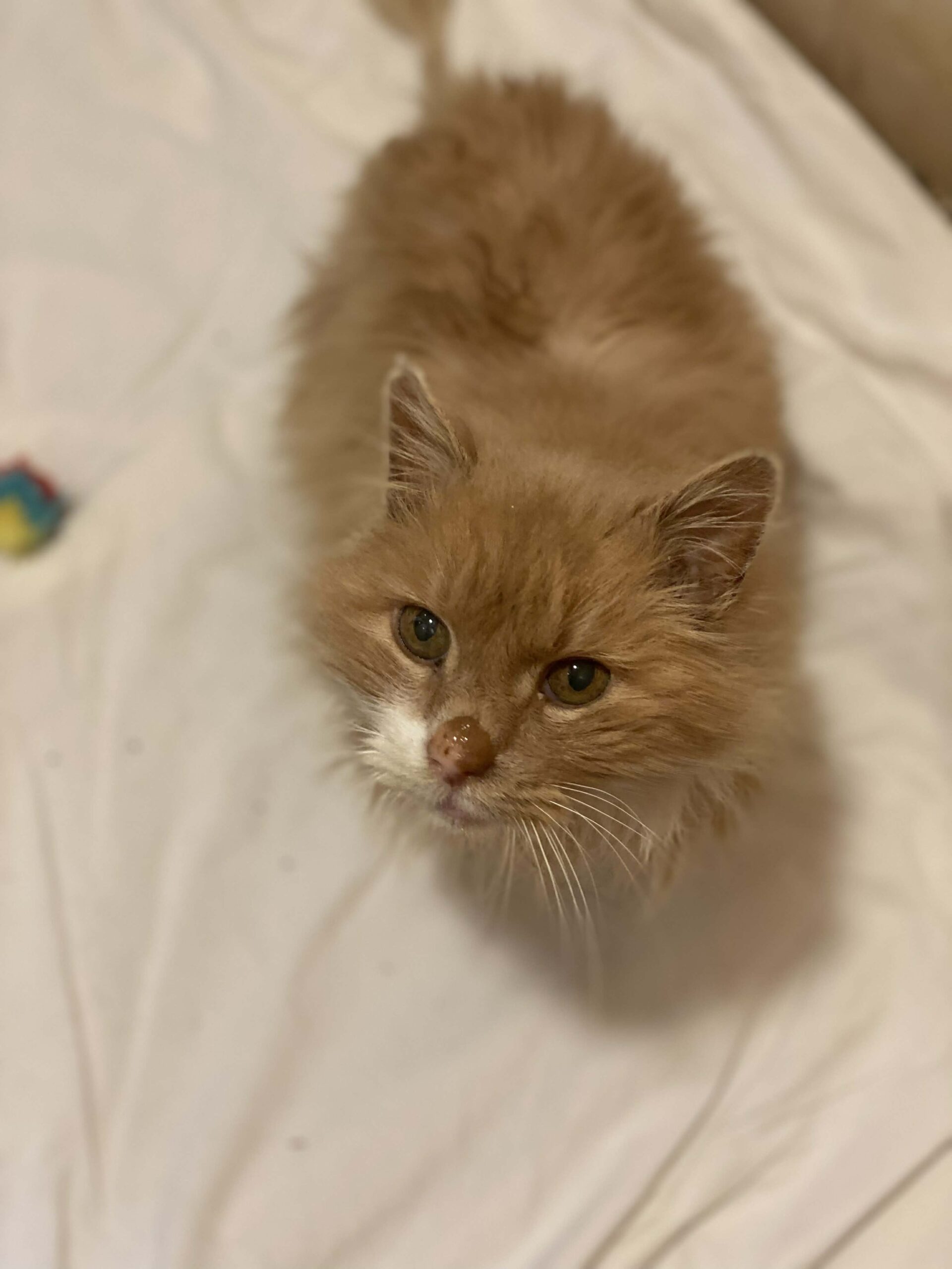 isane sündinud 01.01.2018 kiip, vaktsiin, parasiiditõrje tehtud  ning kastreeritud iseloomult sõbralik
The post Happy appeared first on MTÜ Kiisu Tahab Koju.