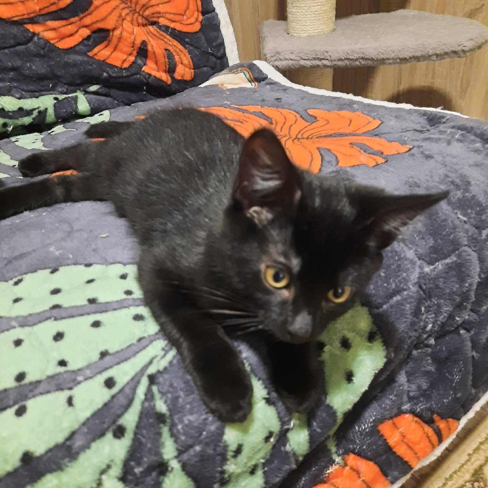 emane sündinud 01.01.2025 kiip, vaktsiin, parasiiditõrje tehtud iseloomult sõbralik asub Pärnumaal
The post Roosa appeared first on MTÜ Kiisu Tahab Koju.