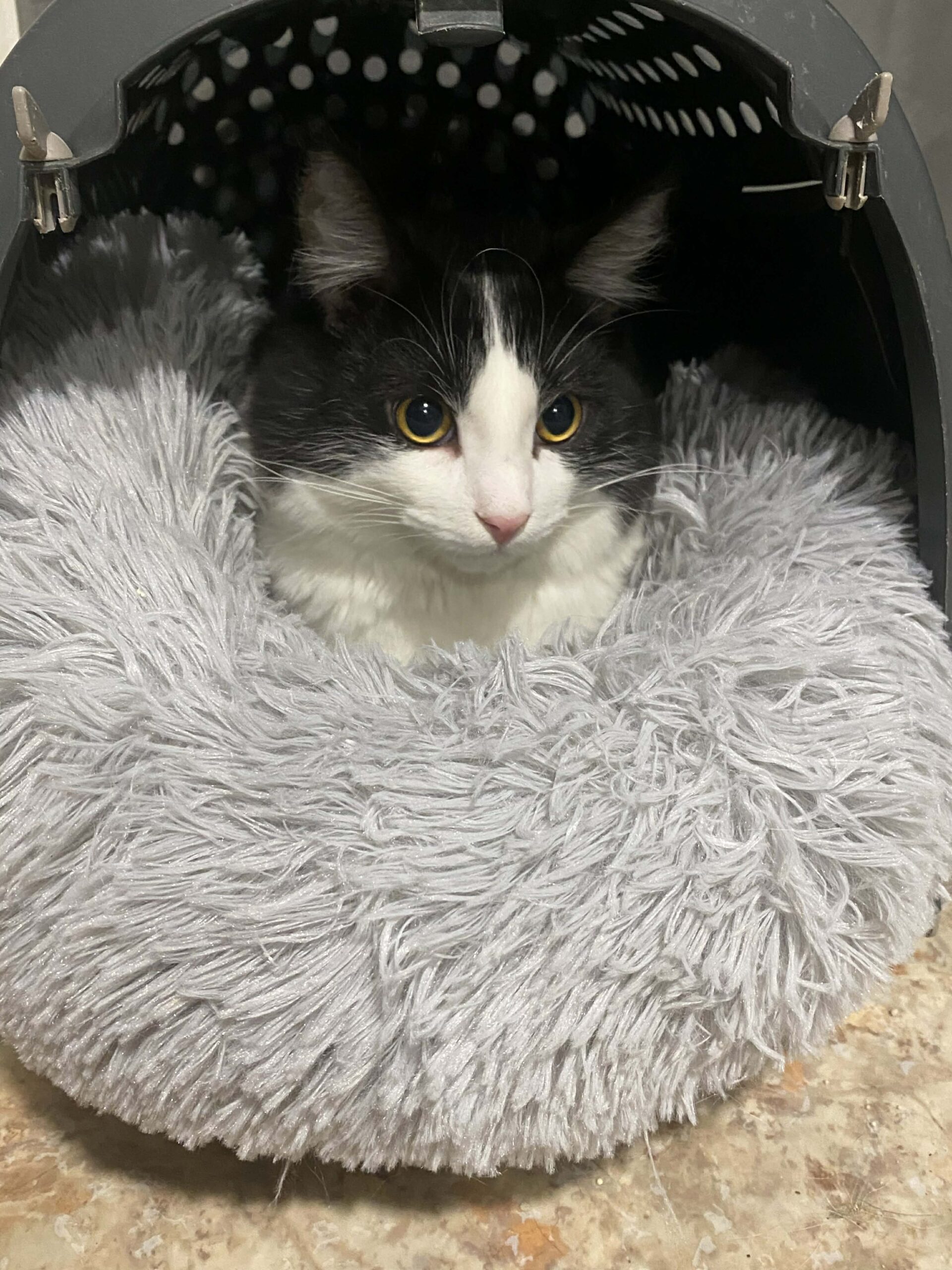 isane sündinud 01.01.2025 kiip, vaktsiin, parasiiditõrje tehtud  ning kastreeritud iseloomult sõbralik, loovutamine alates 10.01.2026
The post Nils appeared fir