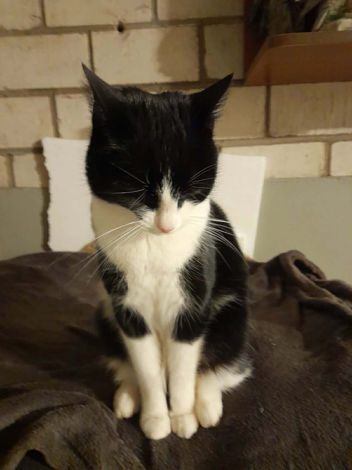 emane sündinud 01.01.2025 kiip, vaktsiin, parasiiditõrje tehtud  ning steriliseeritud iseloomult sõbralik, loovutamine alates 10.01.2026
The post Tessa appeared