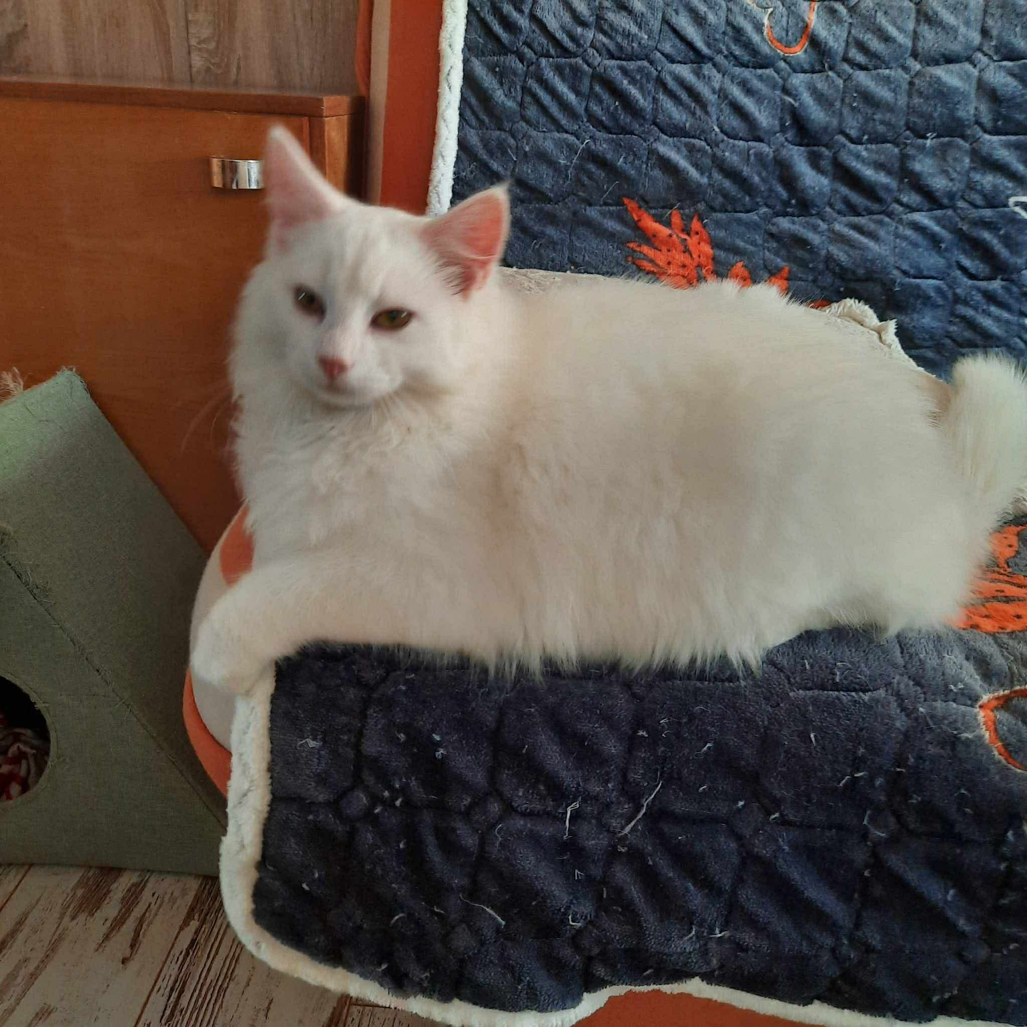 isane sündinud 01.05.2025 kiip, vaktsiin, parasiiditõrje tehtud  ning kastreeritud iseloomult sõbralik, kuid ei sobi teiste kassidega asub Pärnumaal
The post Rü